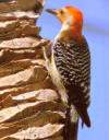 Woodpeckers: Florida Birds